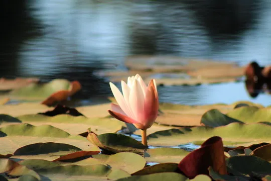 彩飘飘彩票 品牌背景